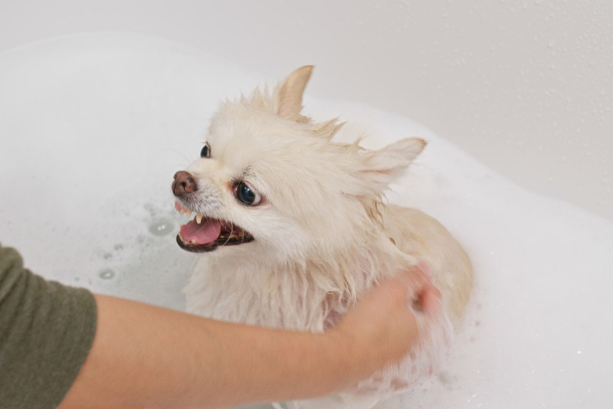 愛犬が水やお湯を嫌がる4つの原因とは？　"水嫌い"を克服する方法はあるの？