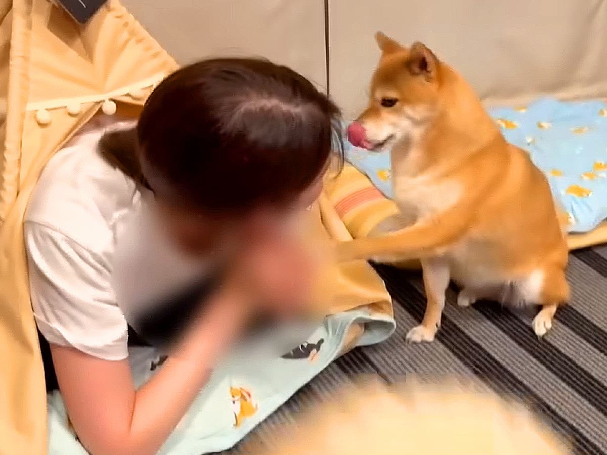 犬は自分の部屋に『不法侵入』されていたら…どうする？『予想外の反応』に爆笑の声「マジ？って顔してるの草」「人間みたいｗ」と26万再生