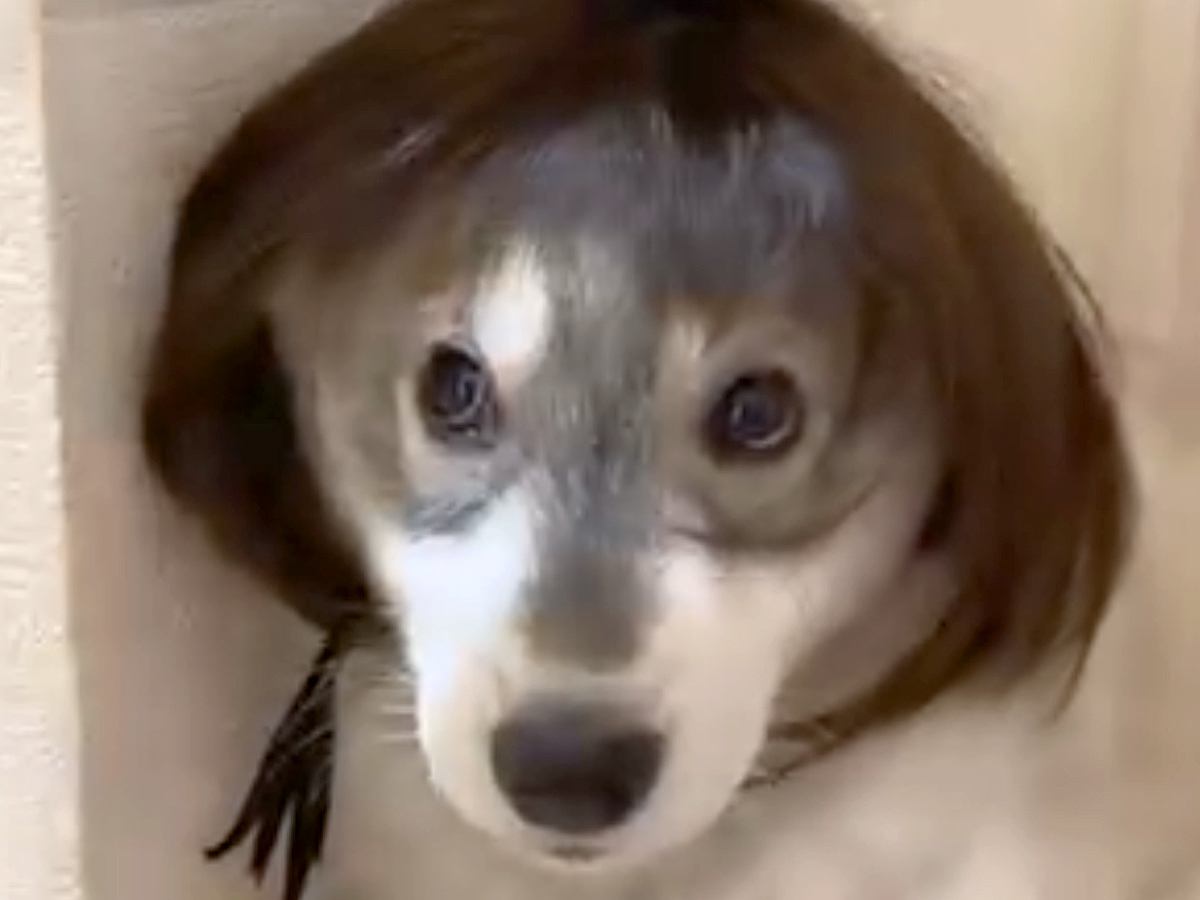 カツラを被る赤ちゃん犬→8ヶ月後にもう一度被せてみたら…爆笑の『ビフォーアフター』に反響「M字バングできてるｗ」「似合ってて草」