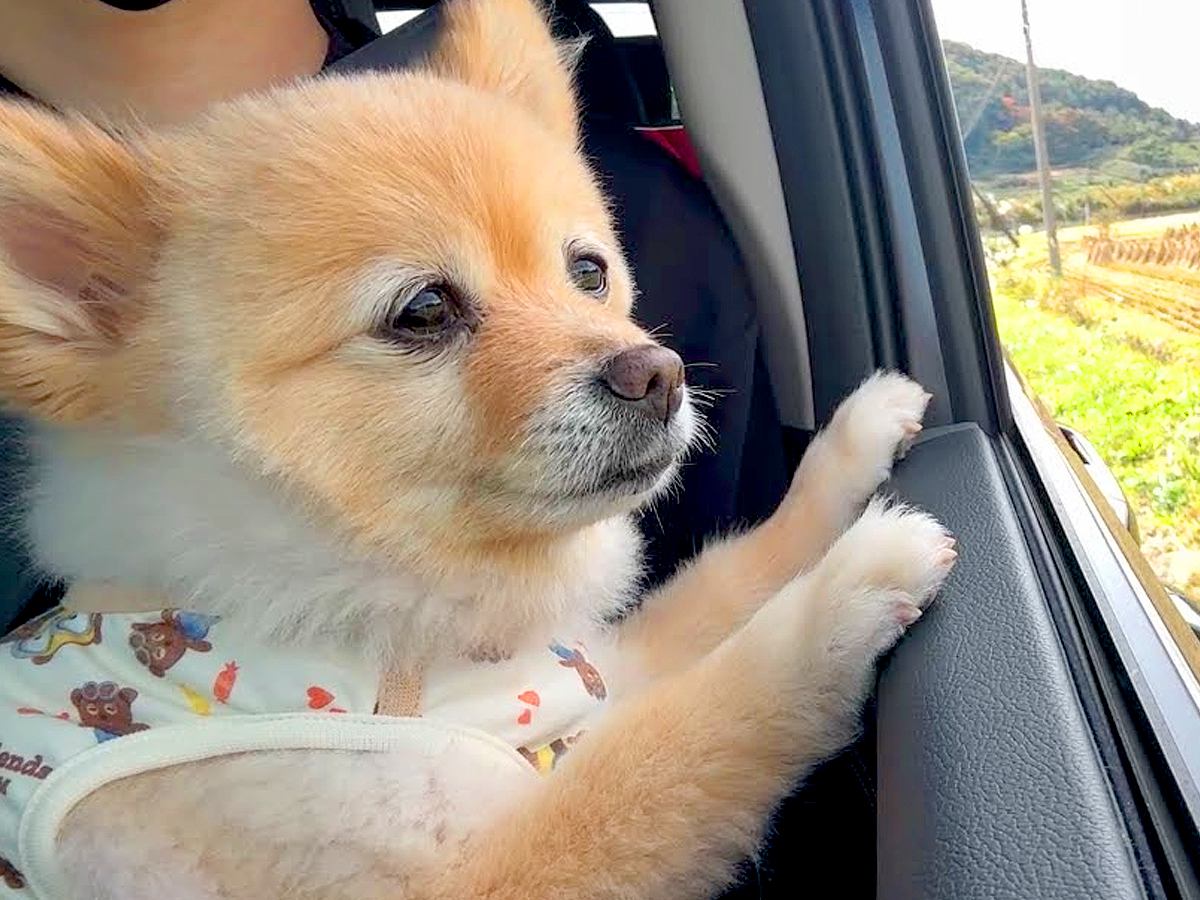 7ヶ月ぶりに帰省→犬と一緒に行こうとしたら、嬉しくなりすぎてしまい…思わず笑顔になる光景が48万再生「心が暖かくなった」「ほっこり」