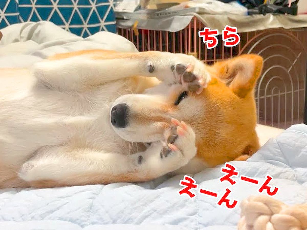 犬が『飼い主に撫でて欲しいアピール』した結果…想像以上にあざとすぎる『かまって攻撃』に悶絶「ポーズ可愛すぎ」「おっぴろげｗ」と2万再生