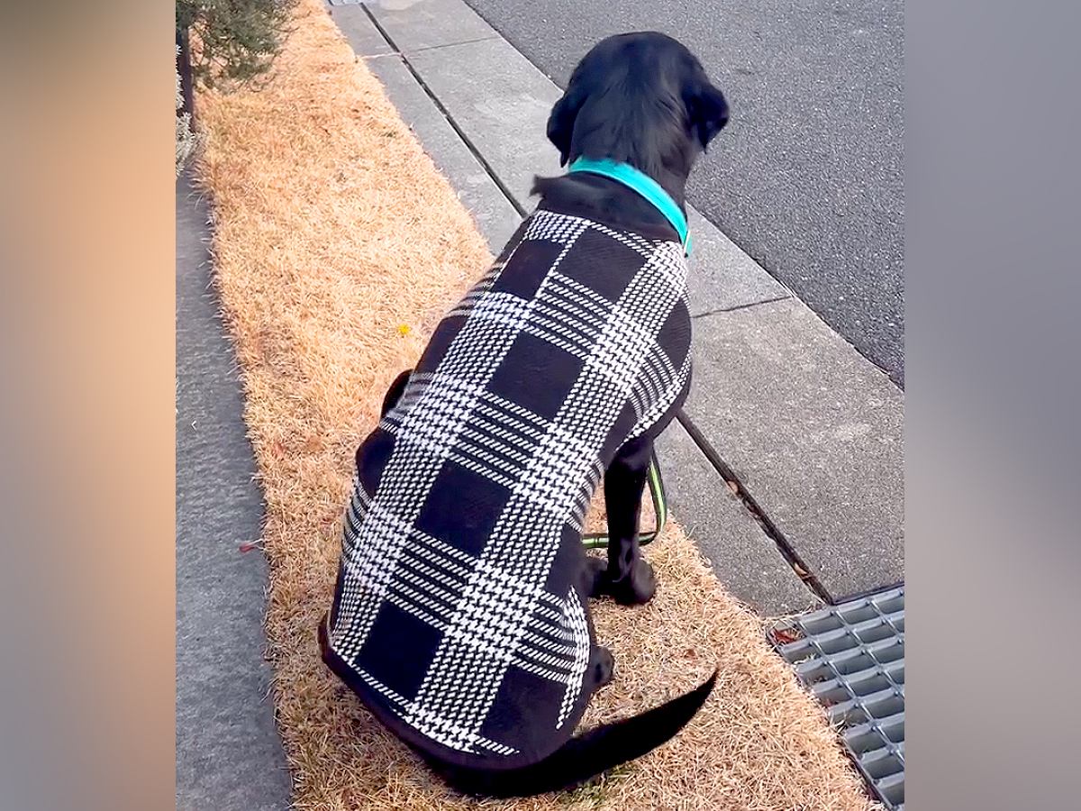 幼稚園に行く大型犬→お迎えのバスを待っていたら…とんでもなく落ち着いている『紳士な光景』が45万再生「お利口さんすぎて感心」「可愛いｗ」