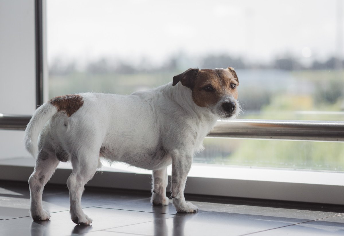 犬の『しっぽが下がっている』ときの心理4つ　愛犬の気持ちを汲み取ってあげましょう