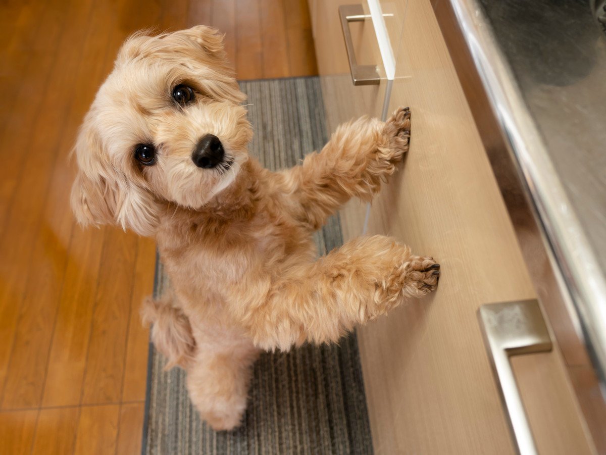 犬が『飼い主に近づいてくる』ときの心理5選　可愛すぎる行動の意味や正しい対応まで