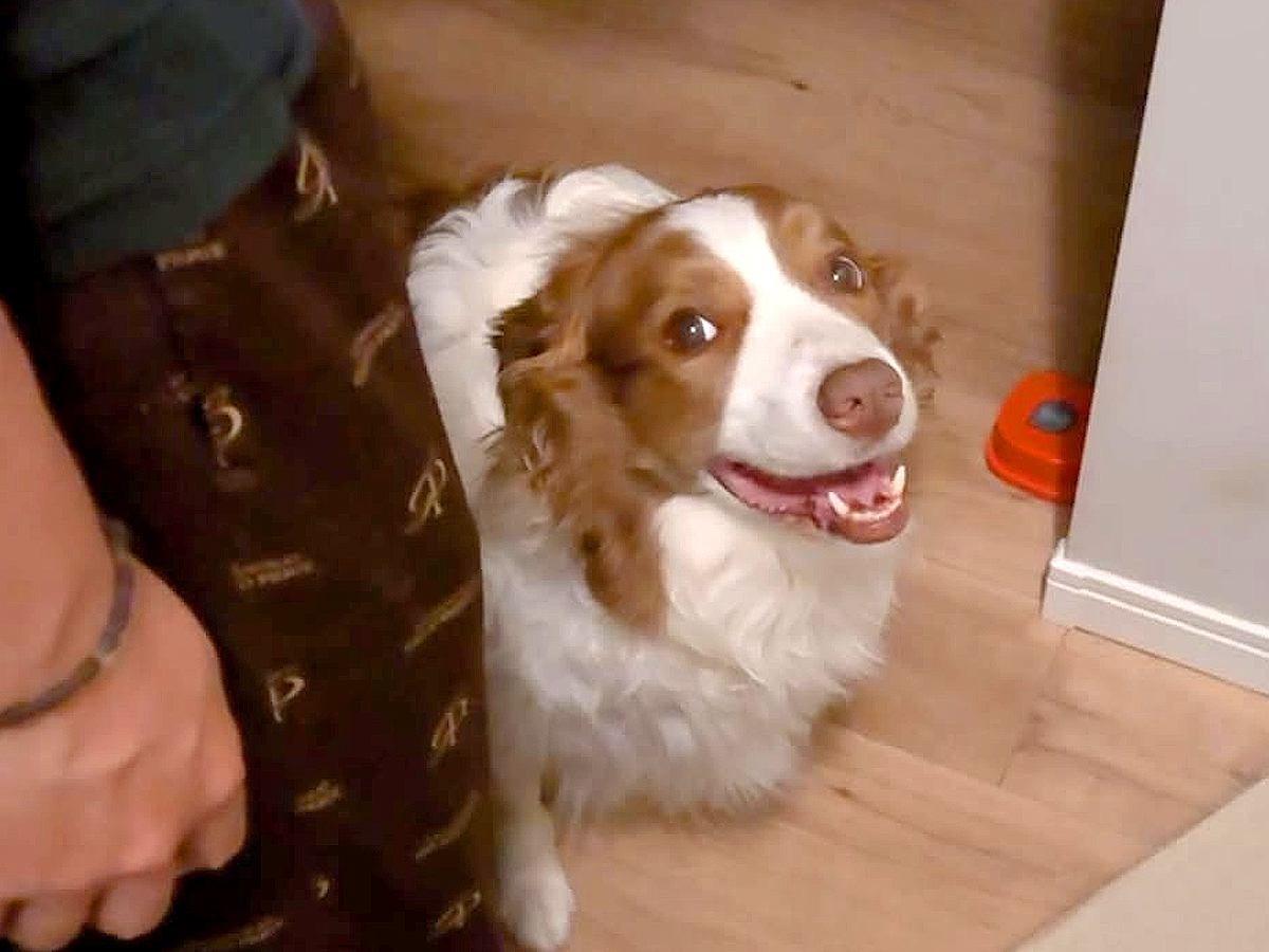 いつも1番に寝室に行く犬→階段の下で動かないので心配していると…可愛すぎる『まさかの理由』に悶絶「まさにお姫様」「甘え上手」と34万再生