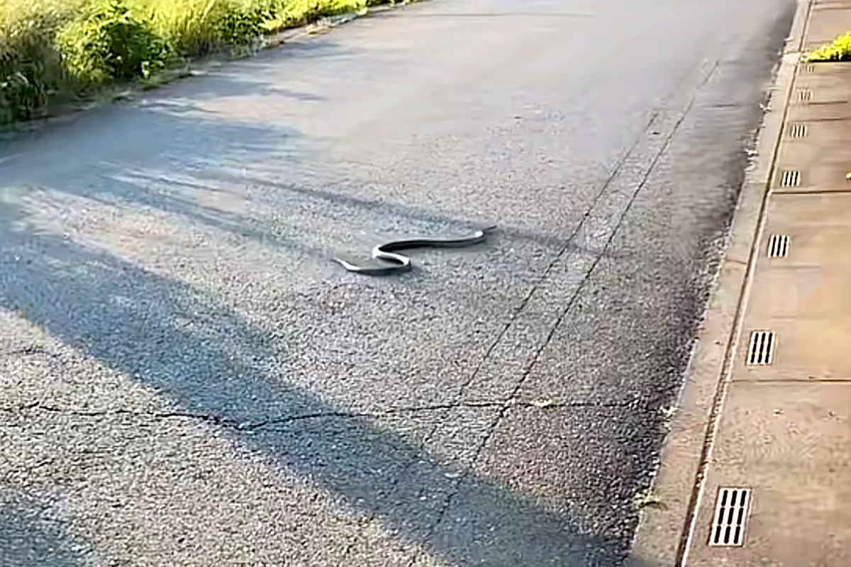 道路で『巨大なヘビ』と遭遇→一緒にいた犬に『危ないからやめよ！』と伝えた結果…まさかの展開が411万再生「戦闘態勢で草」「ハンターすぎｗ」
