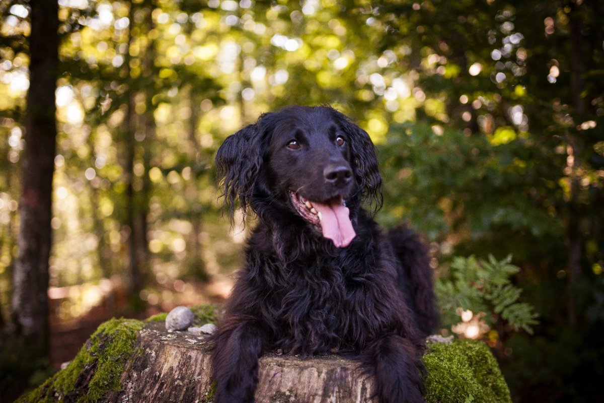 ガンに罹るリスクが高い犬種を明らかにした研究結果