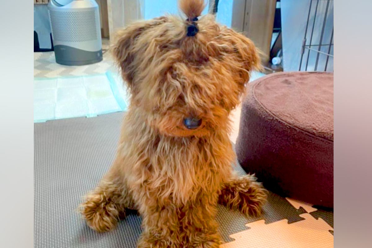 ボサボサに毛が伸びた犬を『初めてトリミングした』結果→同じ犬とは思えない『まさかの大変身』が10万再生「おめめ可愛すぎる」「笑顔が最高」