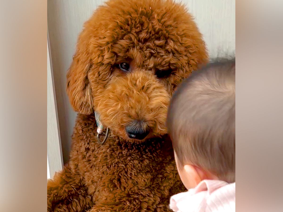 赤ちゃんが『子犬にちょっかいを掛けるようになった』結果…まさかの『大人すぎる対応』が11万再生「自分も子犬なのに偉い」と称賛の声