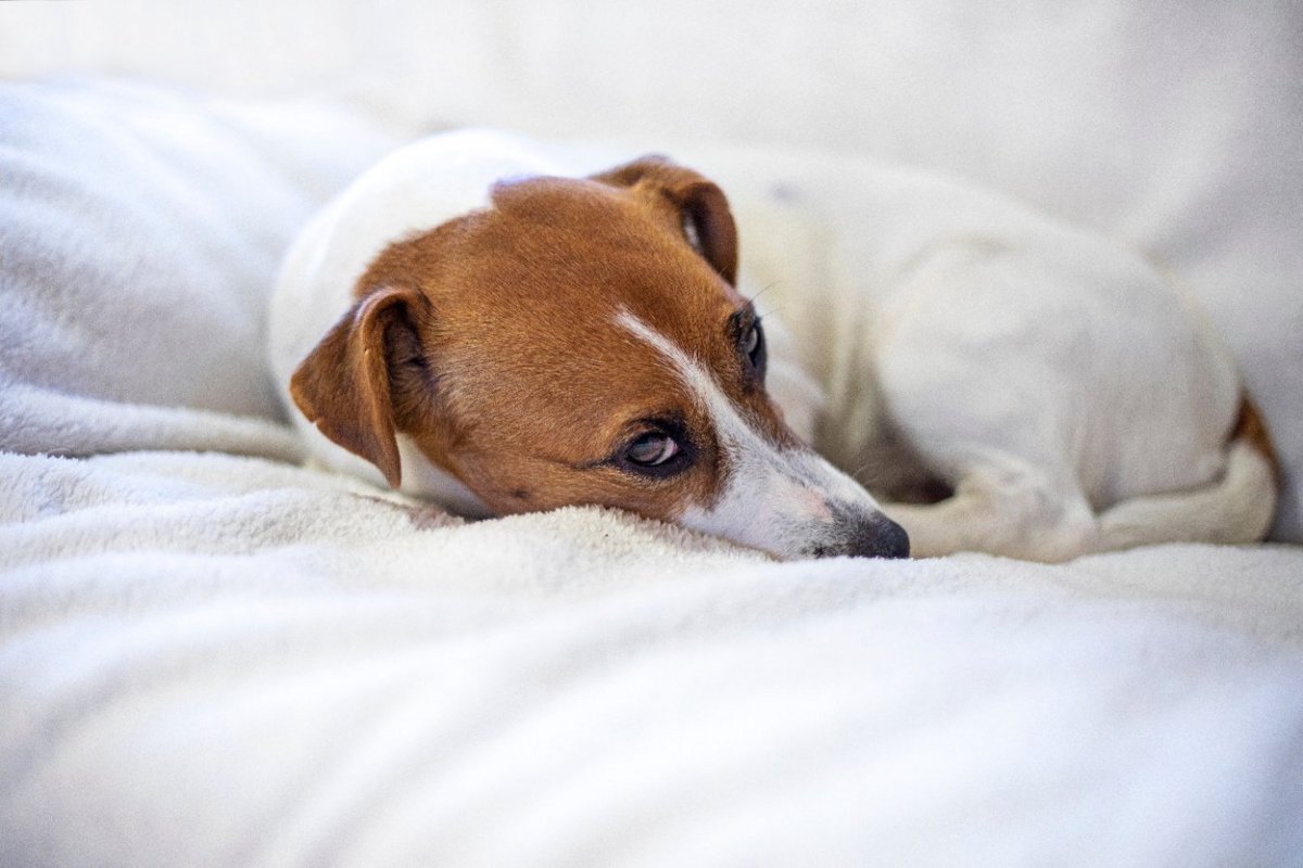 犬が『冷え性』になっているサイン4つ　見逃してはいけない症状と飼い主にできる対策