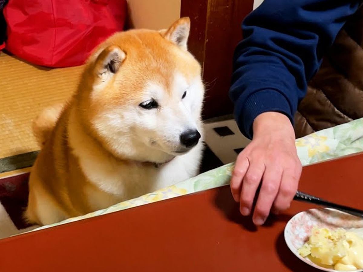 おばあちゃんの家で出前を取ることに→当然かのように犬が…とんでもなく可愛い『まさかの行動』が74万再生「人間みたいｗ」「癒される」と絶賛
