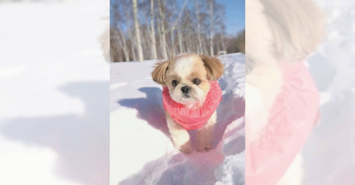 雪の小道で朝のお散歩をするシーズーさんが可愛すぎると話題