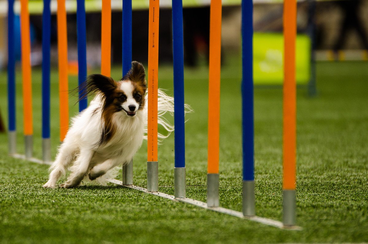 【現役獣医が解説】犬の運動について｜犬種による違いや起こり得るトラブル、制限された場合の対処法まで