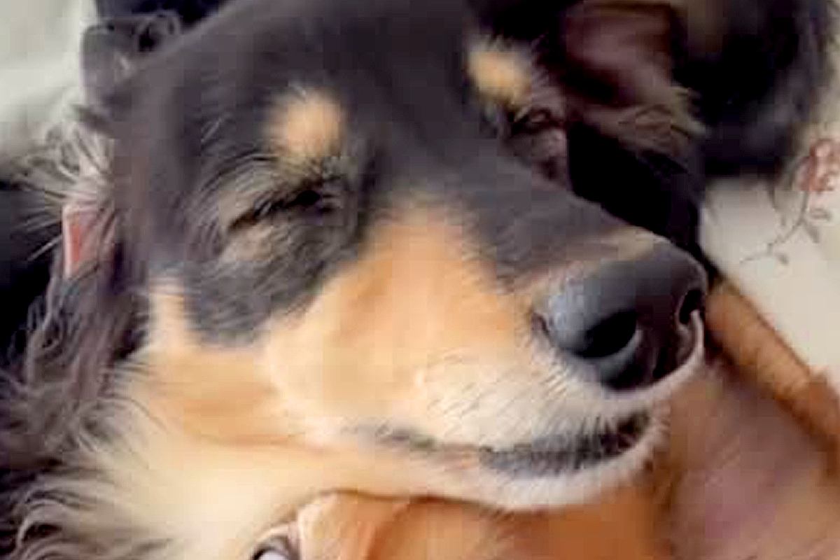 重なり合って眠る二匹の犬→寝顔を見てみると…想像を超える『衝撃の表情』が85万再生「笑いが止まらんｗｗ」「ちょっと親近感」と爆笑の声