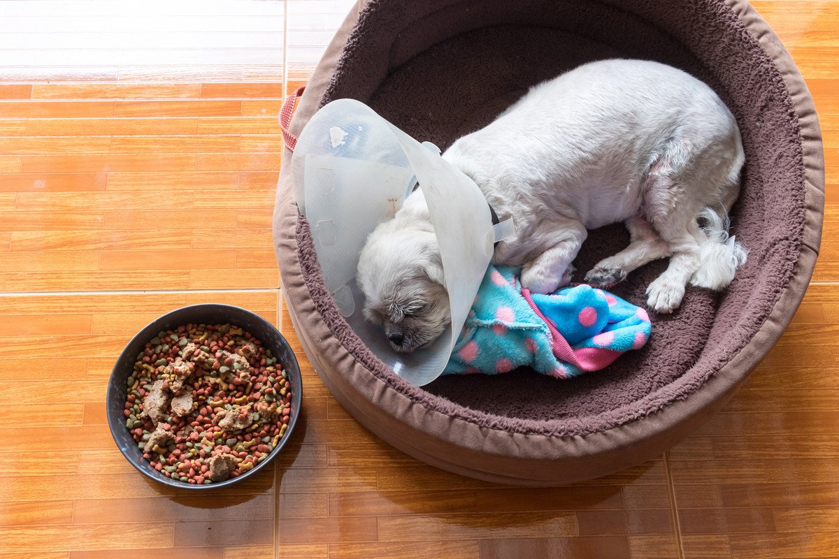 犬が『エリザベスカラー』をつけているとご飯を食べないときの対処法