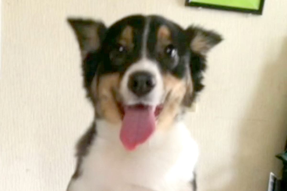 『子供が怖がるからもう飼えない』と捨てられた犬…言葉を失う過去と『11年後の現在』に涙が止まらないと66万再生「泣ける」「素敵な犬生を」