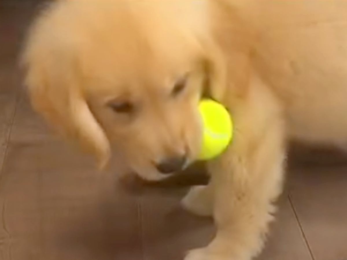 ぬいぐるみのように小さかった赤ちゃん犬→たった8ヵ月で…衝撃の成長を遂げた『現在の光景』が44万再生「行動は変わってないのｗ」と絶賛