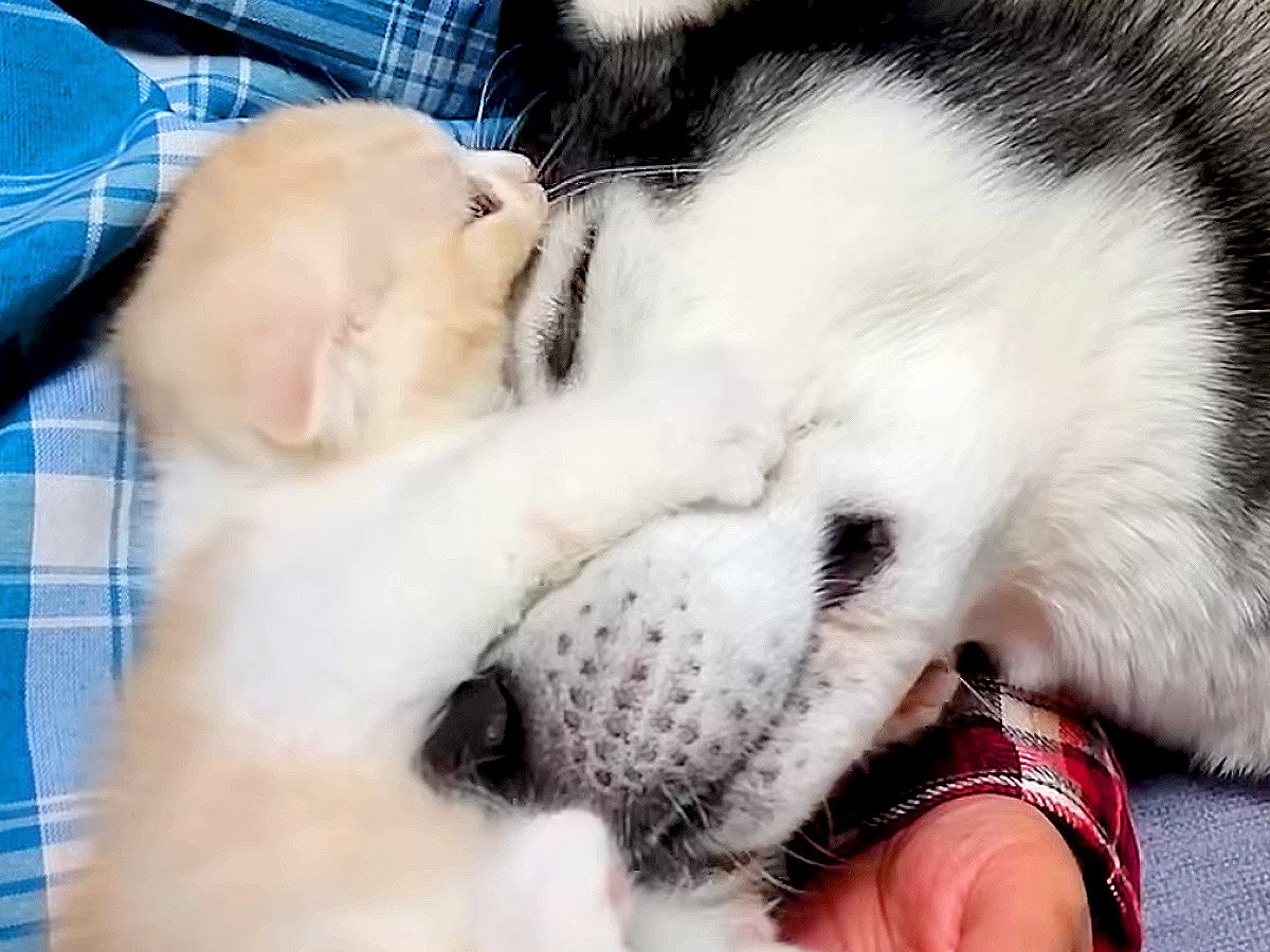 大型犬と赤ちゃん猫が『同じ布団で寝るようになって数年後』…6歳になった『現在の姿』があまりにも尊いと33万再生「泣けた」「愛が深い」