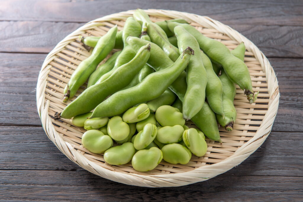 【獣医師監修】犬はそら豆を食べても大丈夫？薄皮や鞘は？適量と与え方も解説