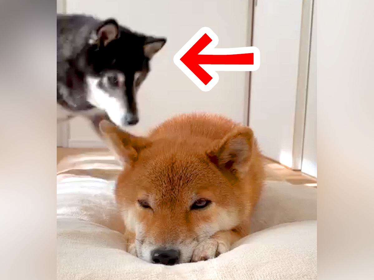 転がる犬の側に、もう1匹の犬がやってきて…打ち合わせしたかのような『悶絶級の光景』が21万再生「癒される」「最高のツーショット」と絶賛