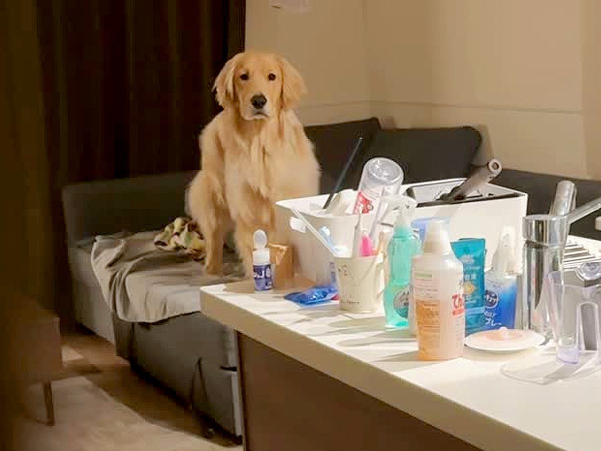 ソファでくつろぐ大型犬を撮影→一瞬だけ隠れてみたら、次の瞬間…思わず驚いてしまう『猫のような行動』が24万再生「声出たｗ」「瞬間移動！」