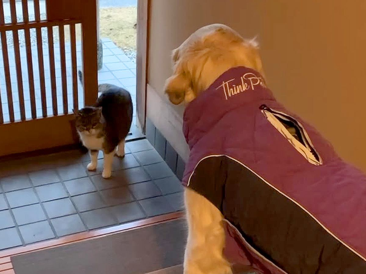 お散歩に出かけようとする大型犬→玄関に『野良猫』が入ってきて…想定外だった『静かなる攻防戦』が13万再生「固まってるｗ」「強いｗ」