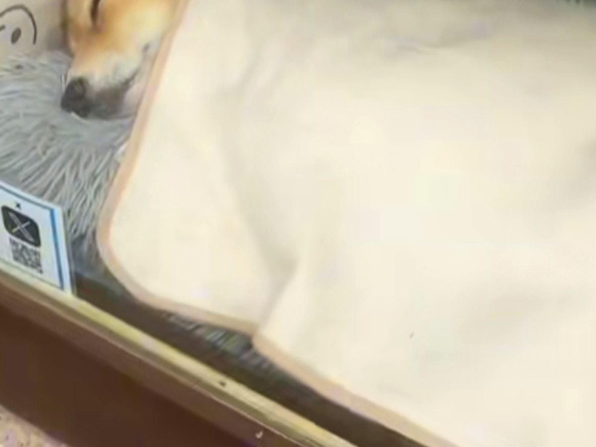 不動産屋で働く『看板犬』→思わず二度見してしまう『まさかの光景』に187万再生の大反響「毎日見たいｗ」「人間やん」「大事にされてる感」