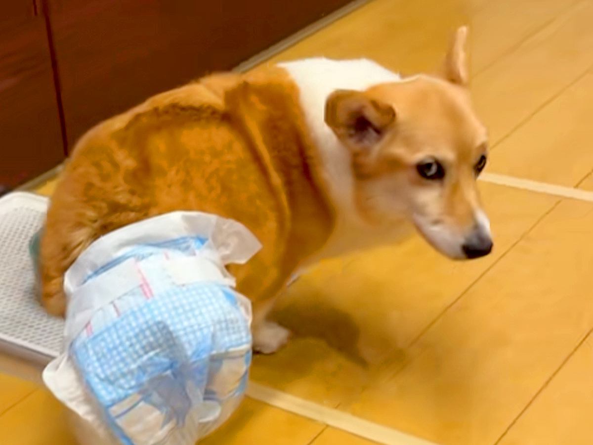12時間も続いた発作を耐え抜いた犬→後遺症が残ってしまって…90日後の『涙あふれる光景』に反響「本当によく頑張った」「応援してる」