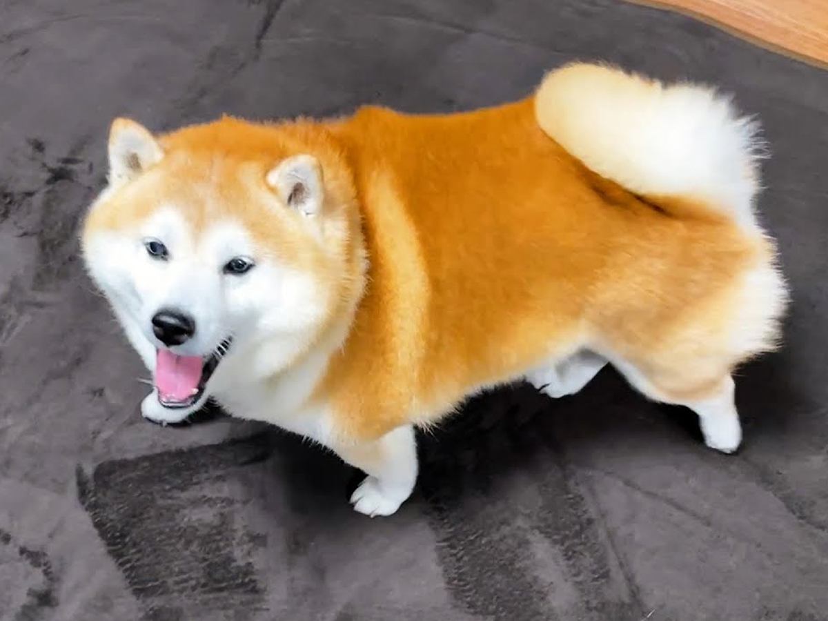 散歩から帰ってきた犬→部屋に『ぬくぬくのカーペット』が敷かれてて…思わず『喜びの雄叫び』を上げる光景が16万再生「ニャアｗ」「可愛すぎ」