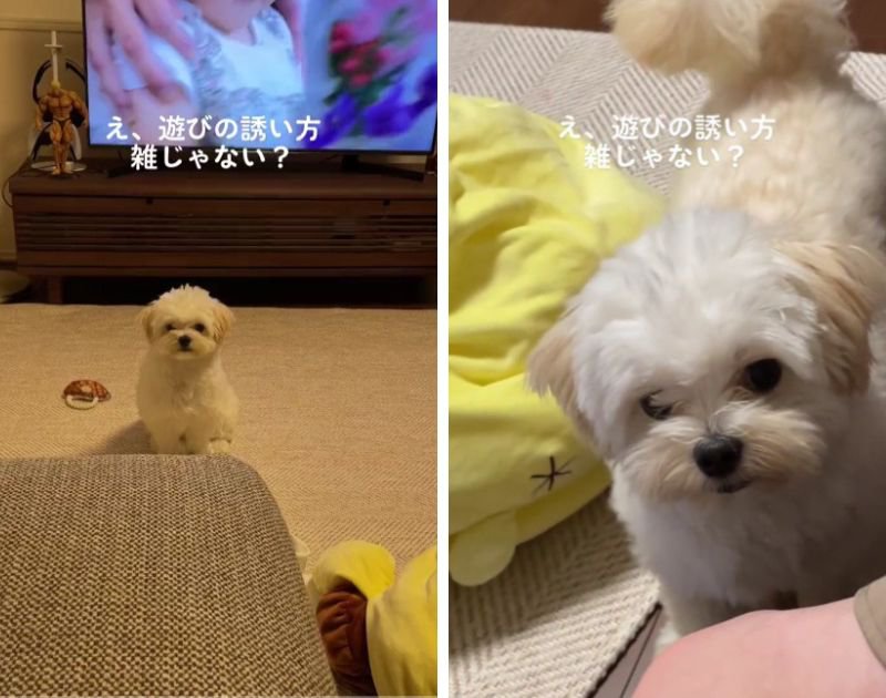 犬『主、遊ぶのか？どうなんだ』お誘いが雑すぎる小型犬　外見とのギャップに爆笑「遊べよ！って感じ」「キレてて可愛い」