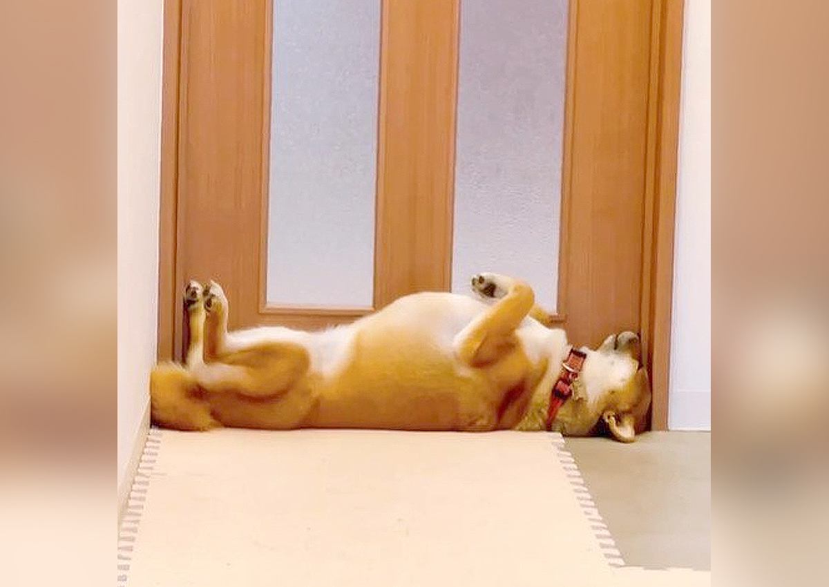 ドアの前で眠る柴犬…まさかの『シンデレラフィット』が面白過ぎると125万再生「ピッタリすぎ」「サイズ測る時に貸りたい」と爆笑の声