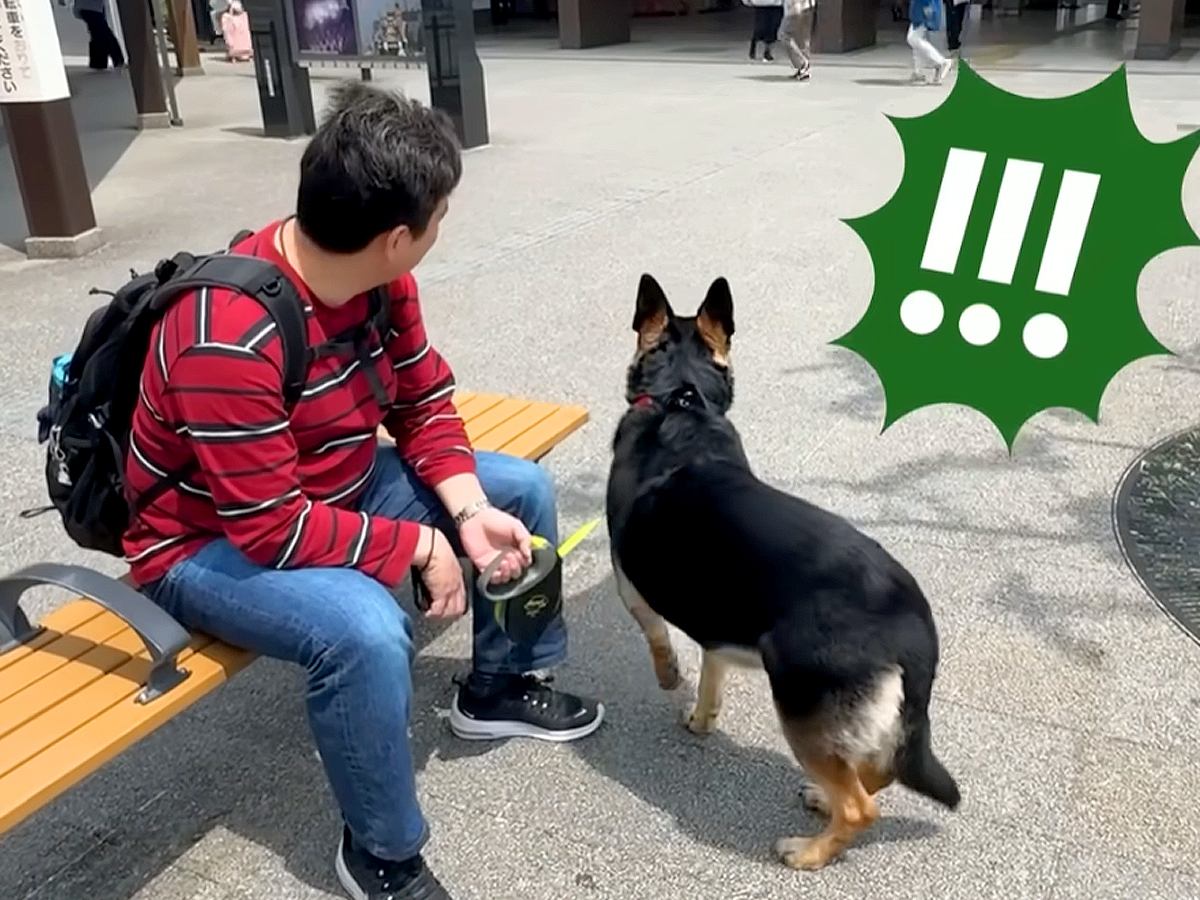 旅行中に会うはずがない『じぃじとばぁば』がいたら、大型犬が…想定外の展開で見せた行動が25万再生「お茶目で可愛い」「察知能力すごい」