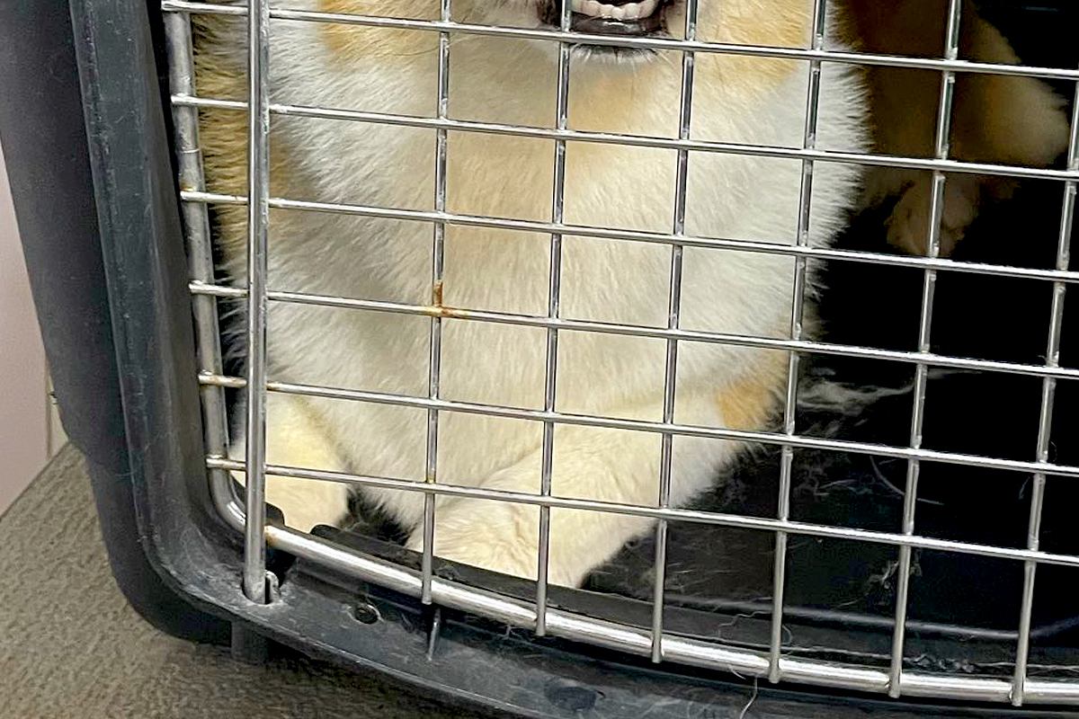 トリミングサロンの店員から『預けた犬の写真』が送られてきたので、確認した結果→まさかの表情に4万いいね「わかりやすくて草」「遺憾の意ｗ」