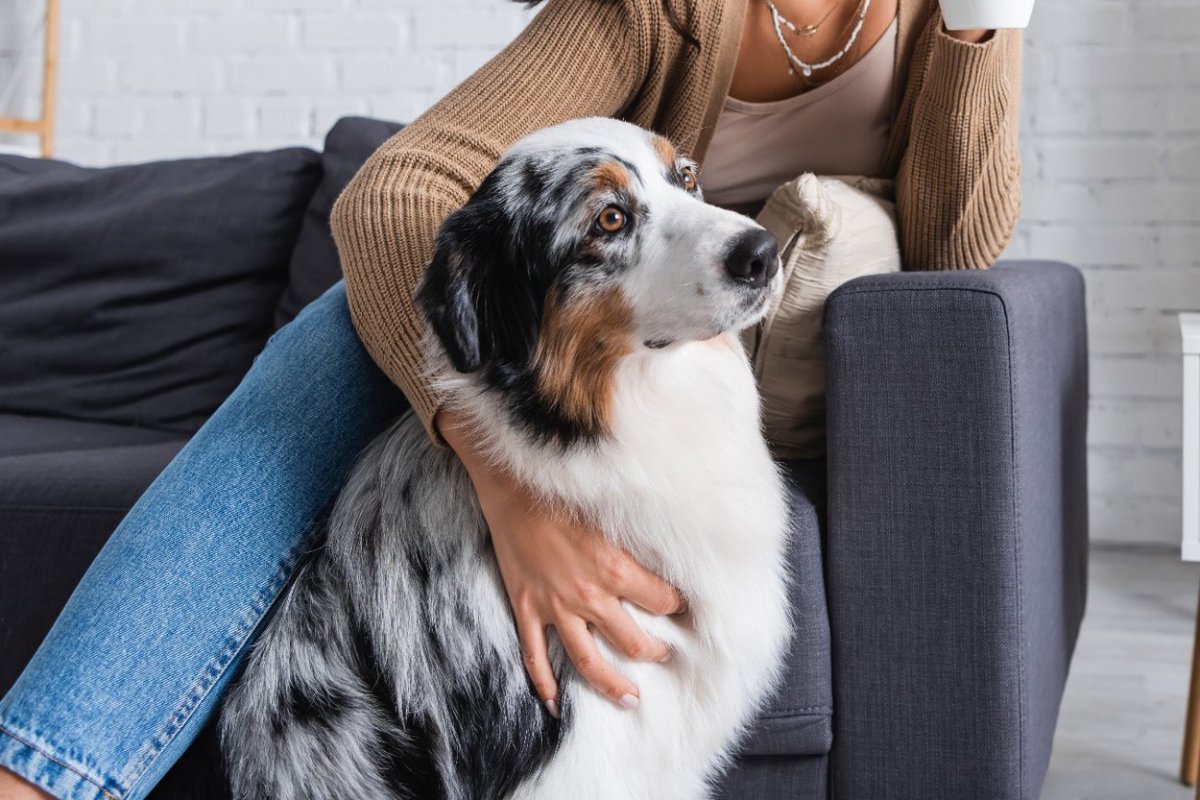 『人に関心がない犬』の特徴４選　興味を示さない理由や好かれるためにできることとは？