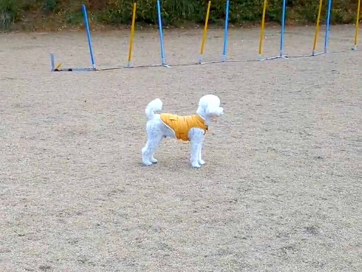 ドッグランでよそ見をしている犬に内緒で『そっと隠れてみた』結果…気付いた瞬間の『尊い反応』が28万表示「お耳が最高」「一生懸命で可愛い」