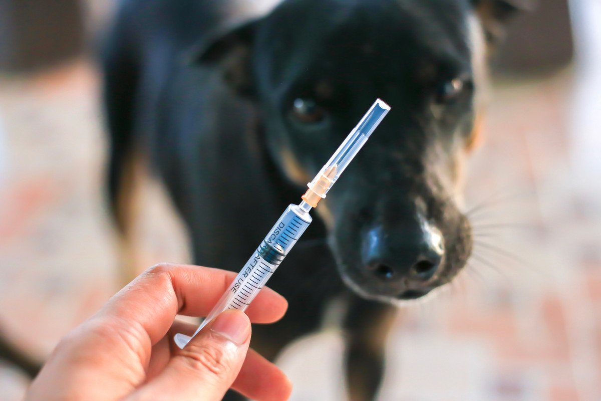 狂犬病予防のシーズンがやってきた！接種期間や注意点などを獣医が解説