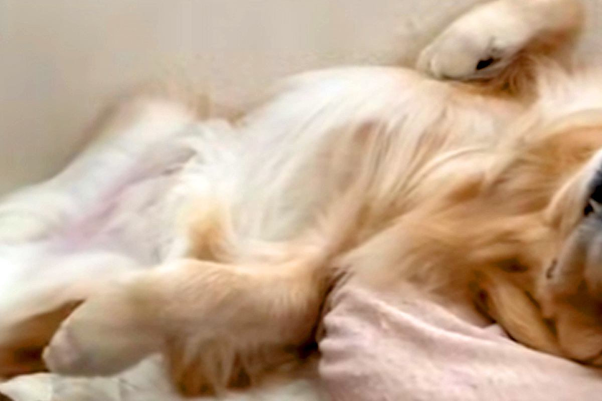朝、ベッドの上で起床した男性→横を見てみると『大型犬』が爆睡していて…羨ましすぎる『幸せな光景』が37万再生「表情最高」「笑ったｗｗ」