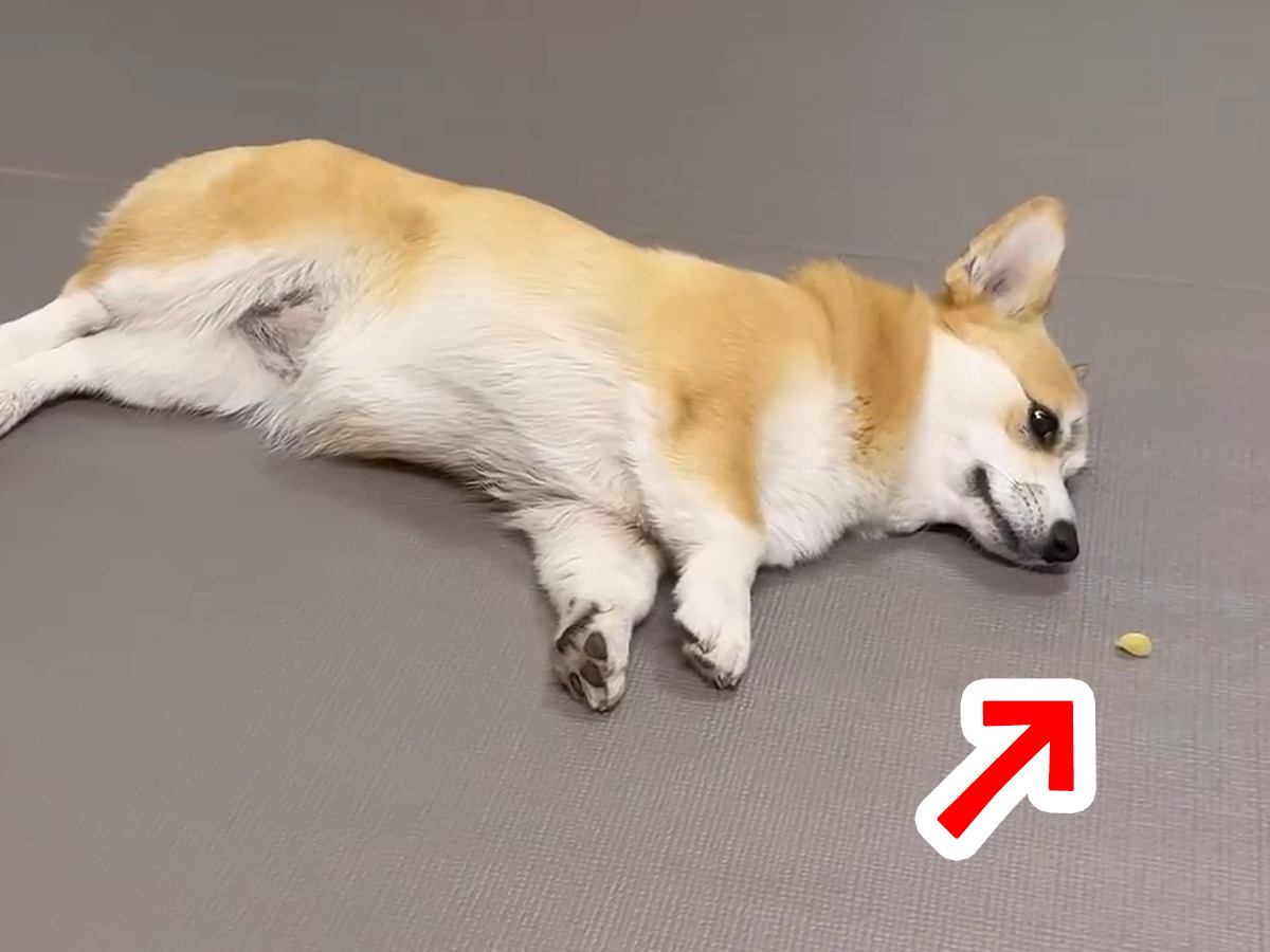 転がりながらオヤツを食べる犬→遠くに飛んでしまって…横着しすぎた『可愛すぎる光景』が59万表示「怒ってるｗｗ」「何回も見ちゃったｗ」