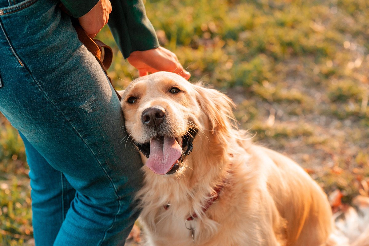 犬が飼い主の足にわざとぶつかってくるのはなぜ？可愛らしい4つの理由や心理とは