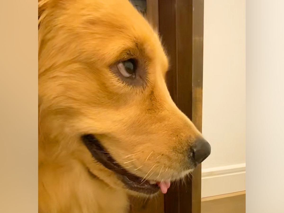 車の音が聞こえたら、大型犬が『ママだ！』と期待して…ドアの前で見せた『真剣すぎる光景』が177万再生「思ったよりガチで草」「顔がｗｗ」