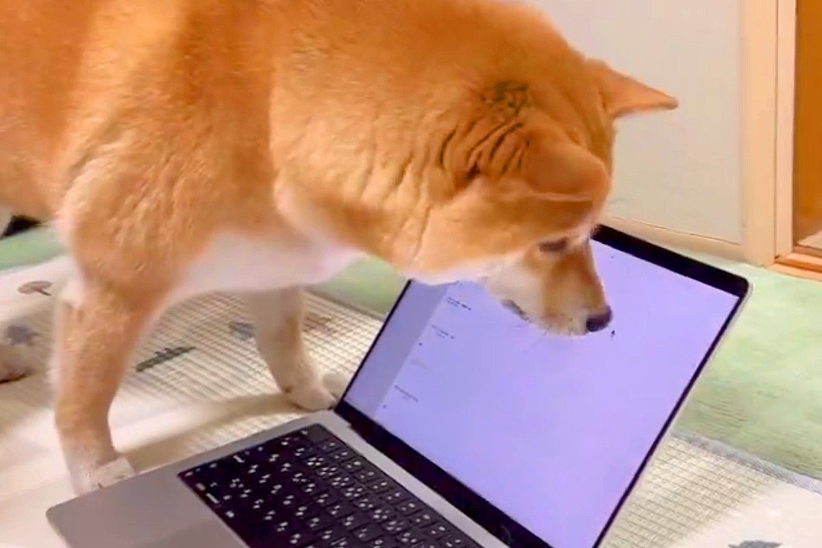 パソコンのカーソルを『虫』と勘違いする犬→破壊しそうなほど『真剣に捕まえようとする光景』に反響「壊れちゃうｗ」「取れないって言ってるｗ」