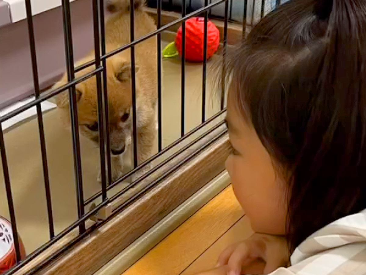 赤ちゃん犬を飼ったら、女の子が『飼わなきゃよかった』とポツリ…1年後→素敵すぎる光景に思わず涙「やさしい家族」「全部が宝物」と感動の声