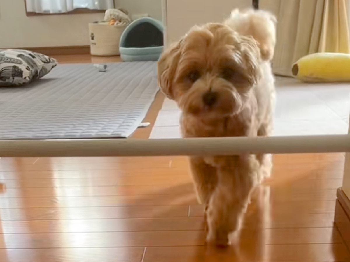 『犬のキッチン侵入防止用の棒』を少し高くした結果…初ドッキリで見せた『可愛すぎる行動』が38万再生「くぐらないの草」「ビックリしてるｗ」