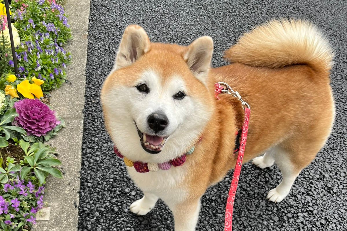 犬が散歩中にお花を見つけた結果→にっこり笑って飼い主さんに教えてくれる姿が「女子力高い」と話題