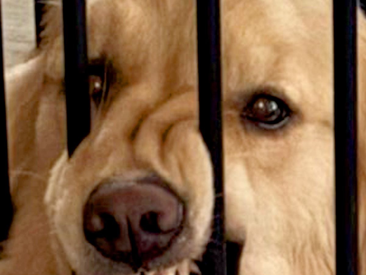 『家を間違えたかと思った』帰宅してドアを開けた瞬間…想像もしなかった『大型犬がしていた行動』に2万いいね「どういう感情ｗ」「顔ｗｗ」