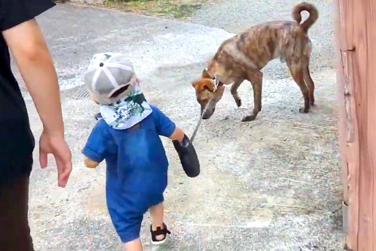 小さな男の子が『元猟犬のリード』を持って散歩に挑戦→気を遣って見せた『まさかの光景』に反響「しっかり理解してる」「いい関係」「感動した」