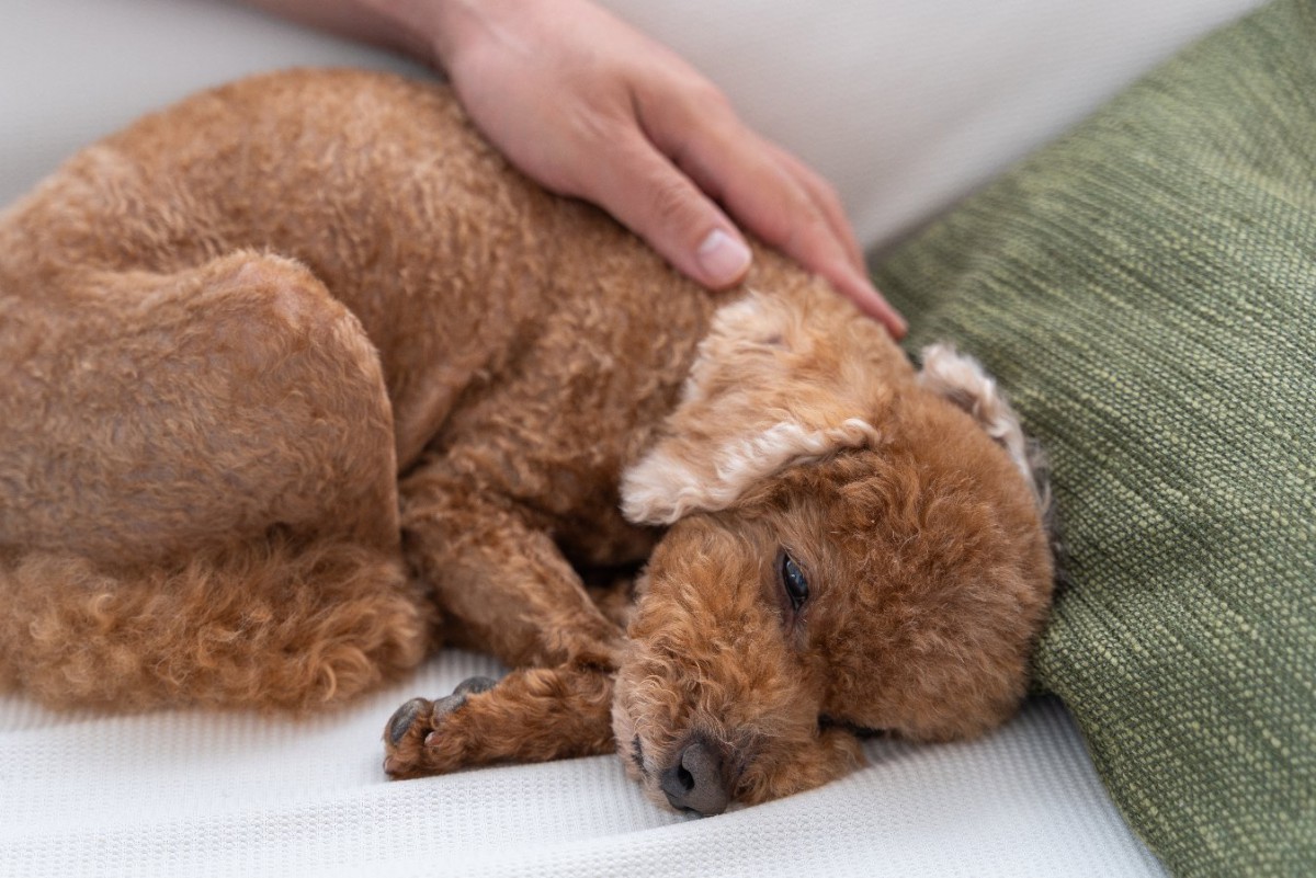 老犬の便秘にはマッサージが効果的！方法と注意点を解説