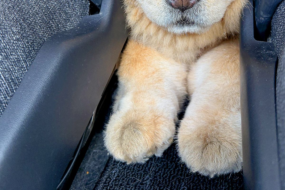 車で後ろに乗っていた大型犬→どうしてもパパママの隣にいきたくて…隙間で見せた『まさかの表情』に反響「甘えん坊さんｗ」「むぎゅぎゅで草」