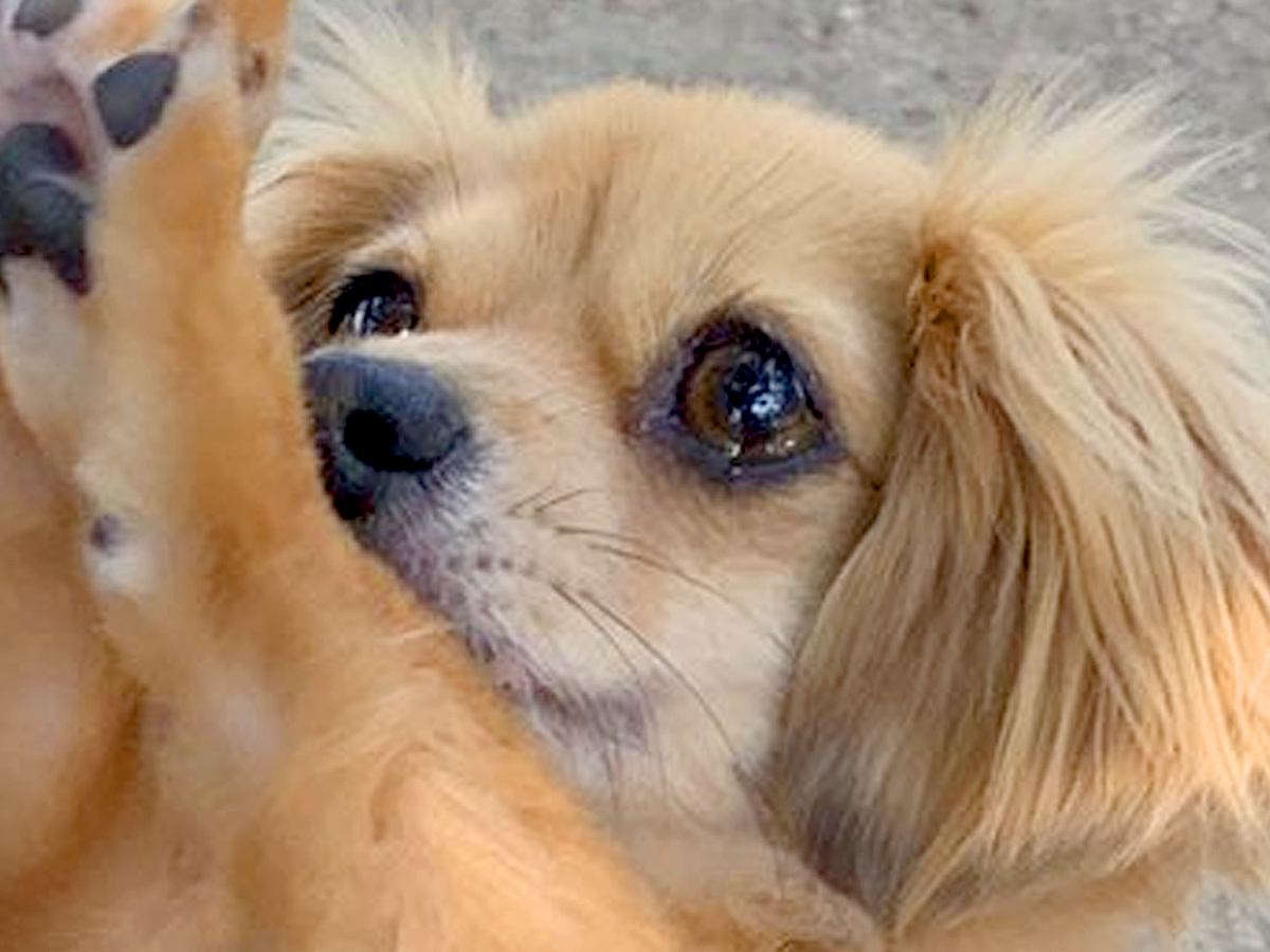 トリミングしたての犬が『仲良しの犬友』に会ったら…『みて～！』可愛すぎるアピールに5万いいね集まる「ちゃんと見せてる」「おめめうるうる」