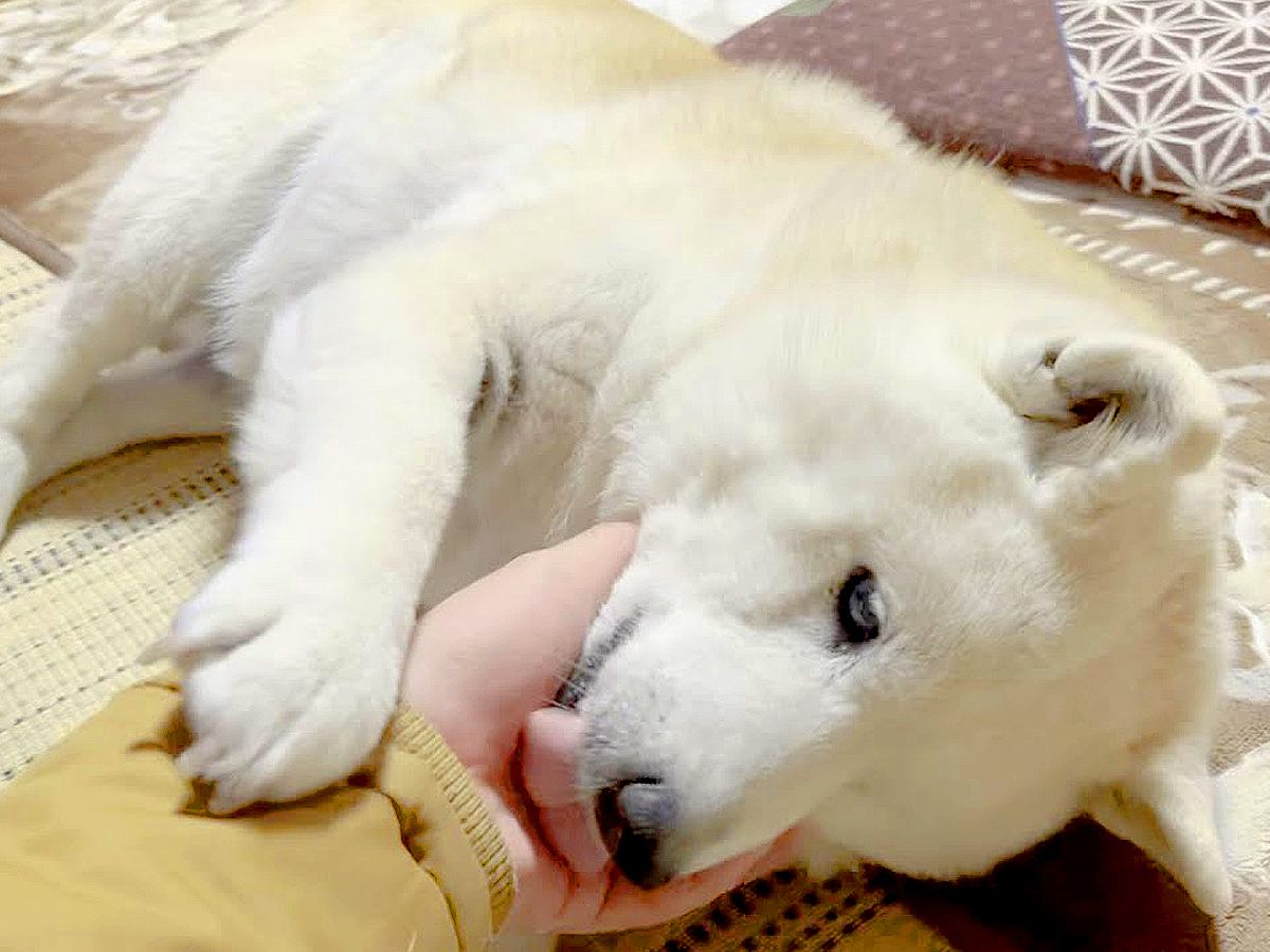 家族が出かけたら『悲しい鳴き声』を出していた犬→帰宅すると…嬉しさ爆発で『お祭り騒ぎ』になる光景が56万再生「ピュアすぎる」「可愛いｗ」